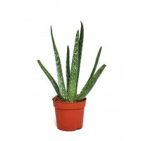 Aloe Vera Bitkisi 10-15 cm
